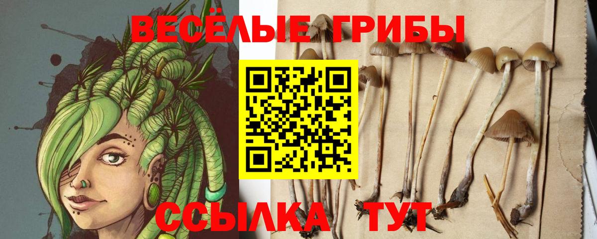 где продают наркотики  Вход с VPN  Ангарск  Псилоцибиновые грибы ЛСД  Псилоцибиновые грибы GOLDEN TEACHER 